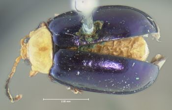 Media type: image;   Entomology 33901 Aspect: habitus dorsal view